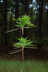 Dichanthelium oligosanthes