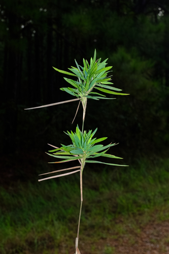 Dichanthelium oligosanthes, photograph 2