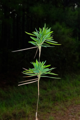 Dichanthelium oligosanthes, photograph (c) Nathan Aaron, some rights reserved (CC BY)