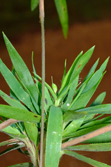 Dichanthelium oligosanthes, photograph (c) Nathan Aaron, some rights reserved (CC BY)