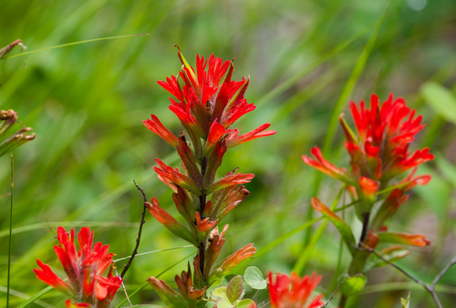 Castilleja hispida, photograph 2