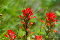 (c) Daughter Dad, some rights reserved (CC BY) Castilleja hispida, photograph (c) Daughter Dad, some rights reserved (CC BY)