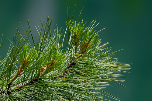 Pinus monticola, photograph 6