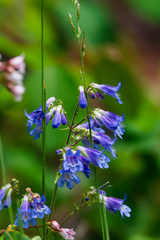 Penstemon wilcoxii