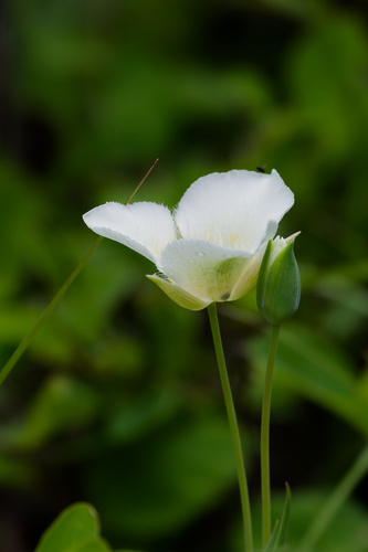 Calochortus apiculatus, photograph 6