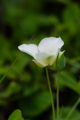 Calochortus apiculatus, photograph (c) Daughter Dad, some rights reserved (CC BY)