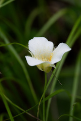 Calochortus apiculatus, photograph (c) Daughter Dad, some rights reserved (CC BY)