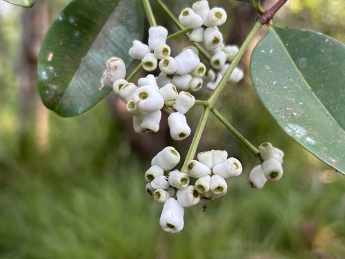 Syzygium incarnatum observed 2026-09-05