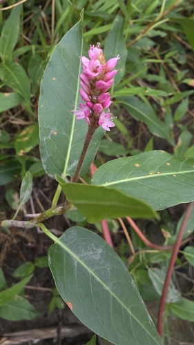 water smartweed