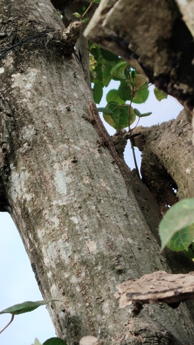 Asian House Gecko