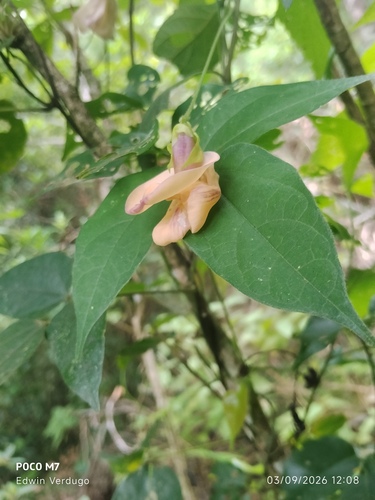 Leptospron adenanthum observed 2026-09-03
