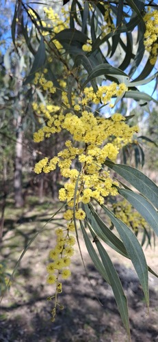 Acacia rubida, 2026-08-31