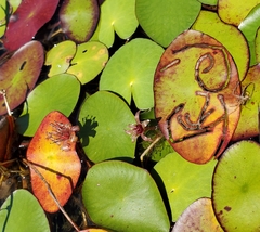 Polypedilum braseniae