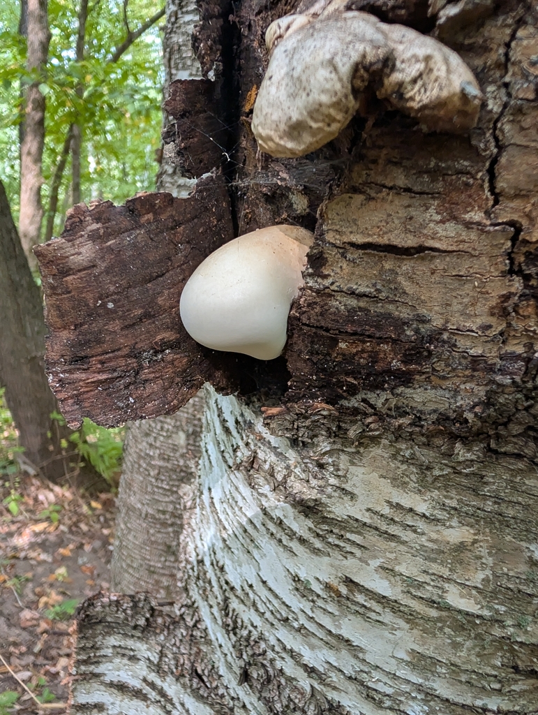 birch polypore · September 2026 · photo: Photo: no rights reserved · iNaturalist