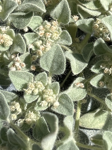 turkey mullein