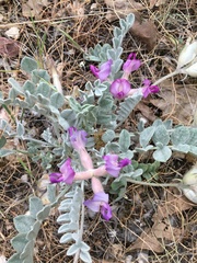Astragalus utahensis