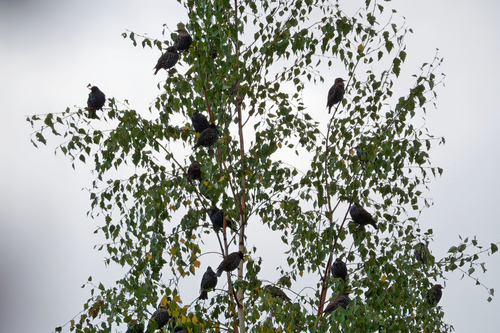 European Starling