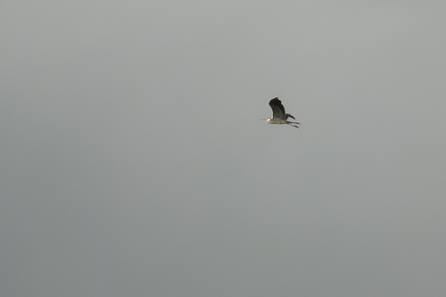 Grey Heron