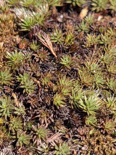 bristly haircap moss