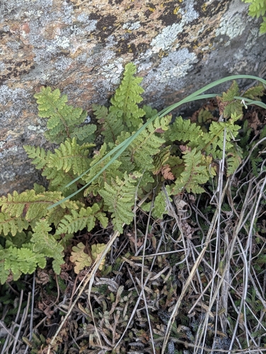 rusty woodsia