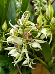 Prosthechea chimborazoensis