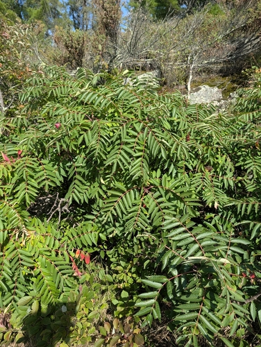 smooth sumac