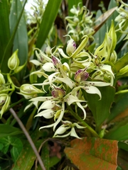 Prosthechea chimborazoensis