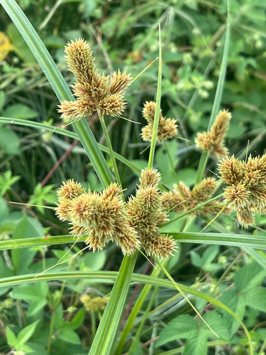 clustered flatsedge
