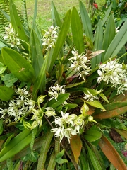 Prosthechea chimborazoensis