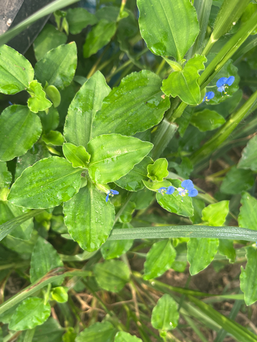 Benghal Dayflower