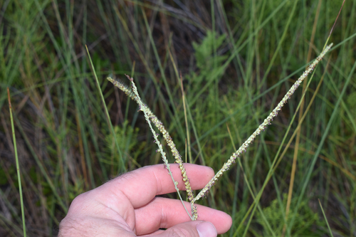 Paspalum monostachyum, 2026-09-06