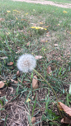 common dandelion