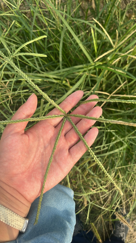 Goose Grass