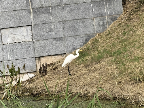 iNaturalist image