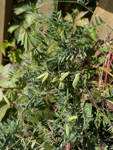 tufted vetch