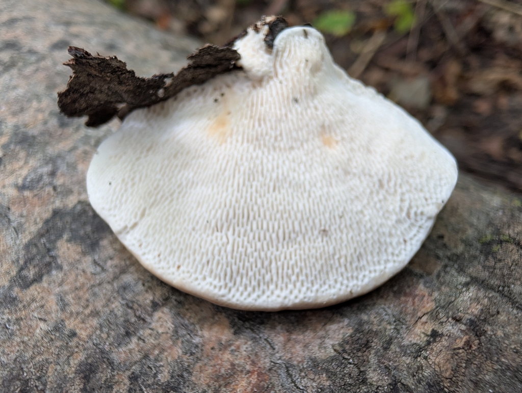 Lumpy Bracket · September 2026 · photo: Photo: no rights reserved · iNaturalist
