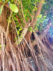 Ficus elastica