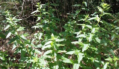 Brickellia cylindracea
