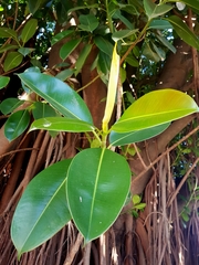Ficus elastica