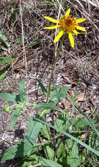 Tetragonotheca texana