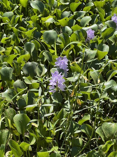 common water hyacinth