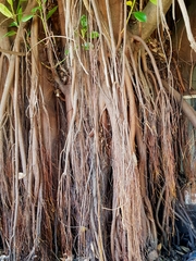 Ficus elastica
