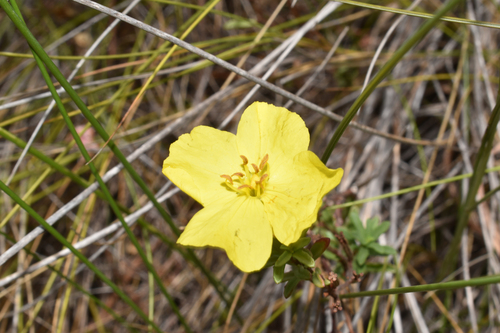 Oenothera serrulata, 2026-09-06