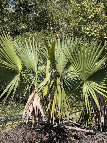 Dwarf Palmetto