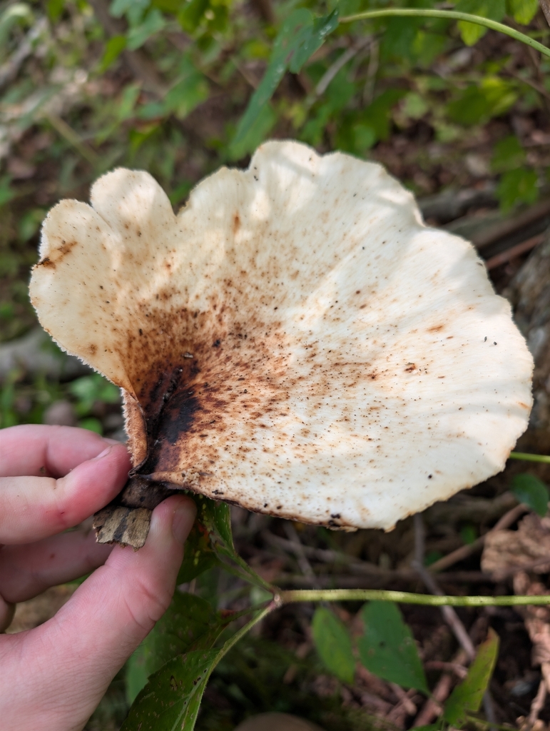 Dryad's Saddle · September 2026 · photo: Photo: no rights reserved · iNaturalist