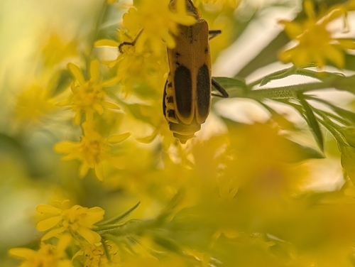 Goldenrod Soldier Beetle