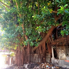 Ficus elastica