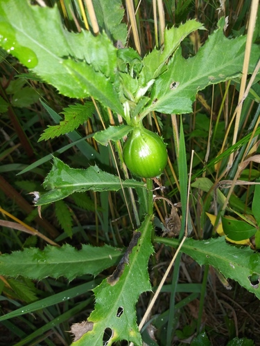 Daginė margasparnė nuotrauka