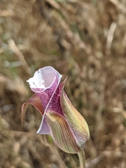 Calochortus argillosus