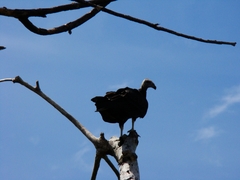 Cathartiformes
